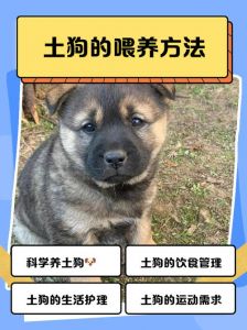 活泼鼻子湿，性格体型按需挑（怎样挑土狗最简单的方法）