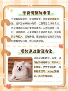 狗狗便秘怎么办？饮食运动来调理（狗狗拉不出粑粑怎么办）