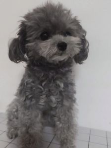 得物宠物鉴定准又快，上传照片轻松知品种（得物如何鉴定狗狗是什么品种）