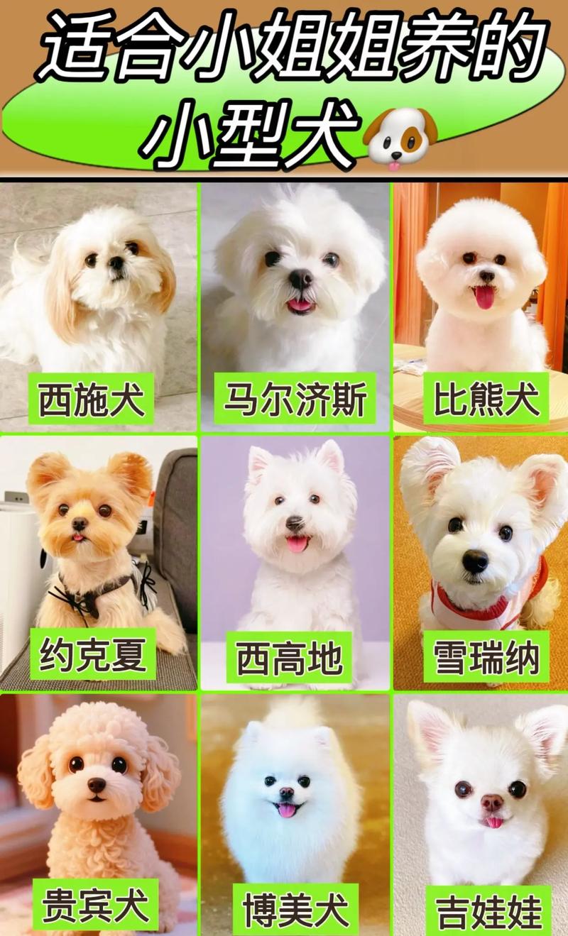 推荐适合家养的小型犬,温顺易打理,是理想的家庭伴侣(最适合家养的狗狗排名小型犬) 推荐适合家养的小型犬,温顺易打理,是理想的家庭伴侣(最适合家养的狗狗排名小型犬)