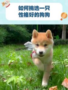 选性格好小狗？看环境出身，选主动温和的！（怎么挑一只性格好的小狗？）