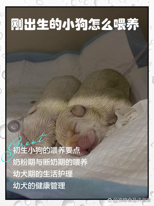小狗怀孕多久?母狗怀孕护理须知(狗几个月生小狗) 小狗怀孕多久?母狗怀孕护理须知(狗几个月生小狗)