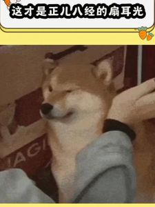警惕！冷暴力禁闭惩罚伤小狗，用爱正向引导更佳（小狗被主人扇脸了最怕三种行为）