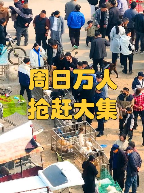 买卖宠物好去处,热闹非凡!(今天哪里有狗市大集) 买卖宠物好去处,热闹非凡!(今天哪里有狗市大集)