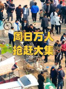 买卖宠物好去处，热闹非凡！（今天哪里有狗市大集）
