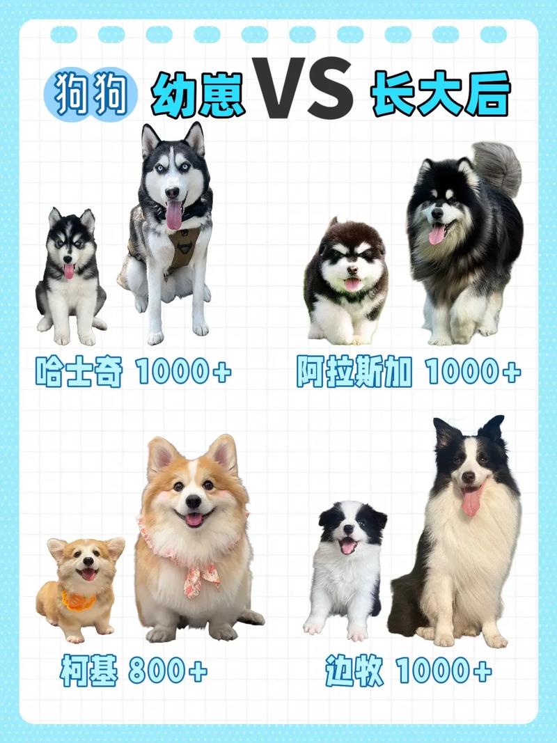 选狗王看吃奶勇不勇,人缘好奇心强,胆大反应稳(九只小狗怎么选哪只是狗王) 选狗王看吃奶勇不勇,人缘好奇心强,胆大反应稳(九只小狗怎么选哪只是狗王)