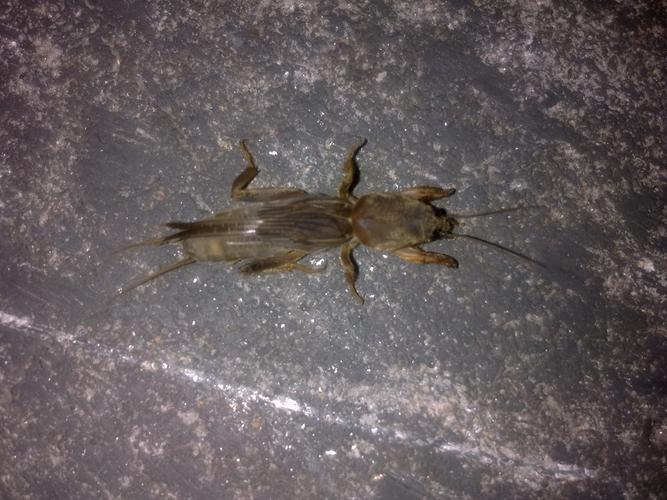 蝼蛄害农,巧施毒饵灭害虫(土狗子蝼蛄幼苗) 蝼蛄害农,巧施毒饵灭害虫(土狗子蝼蛄幼苗)