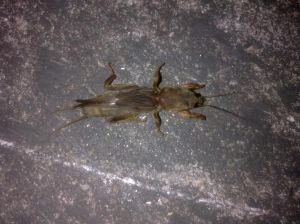 蝼蛄害农，巧施毒饵灭害虫（土狗子蝼蛄幼苗）