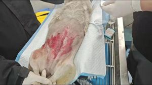 狗狗被车撞了怎么办？安全转移并送医检查（宠物狗被车撞了怎么处理）