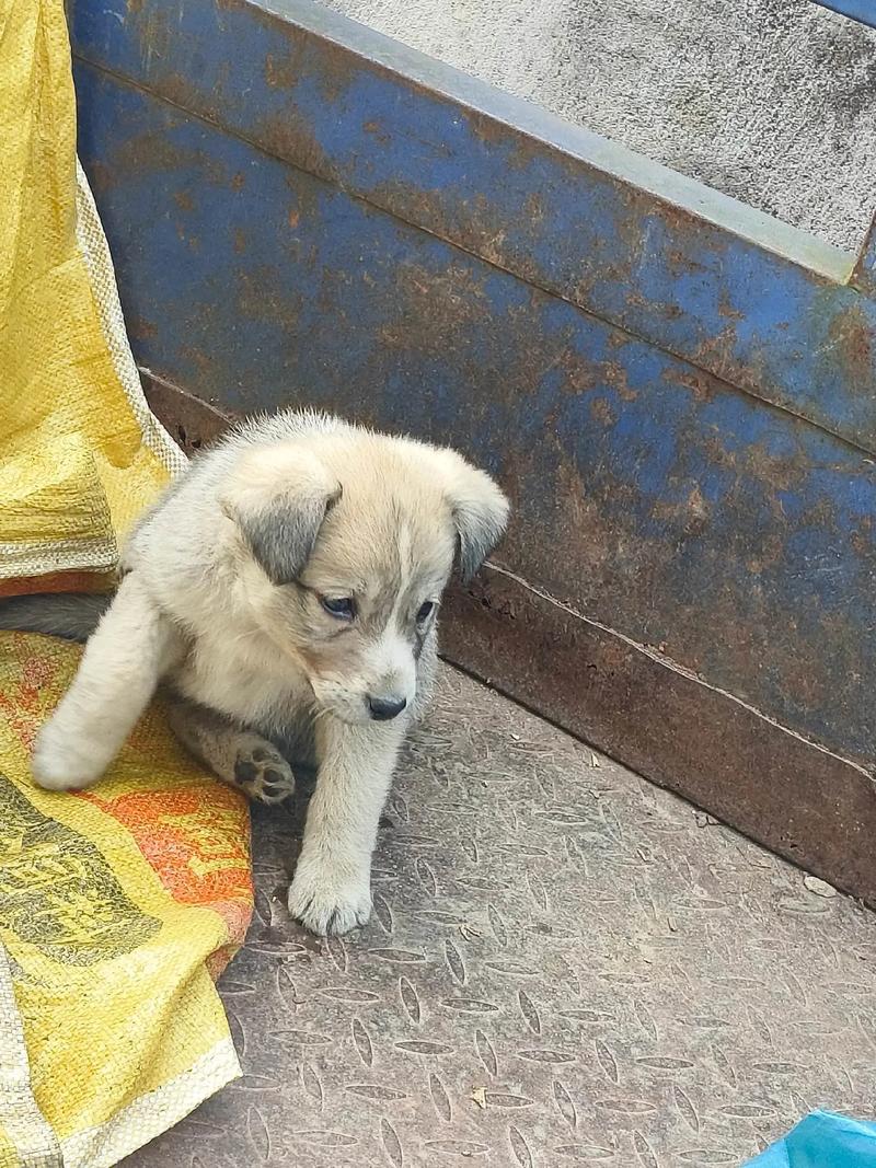 地狗子是艾鼬还是蝼蛄?(地狗子长啥样) 地狗子是艾鼬还是蝼蛄?(地狗子长啥样)