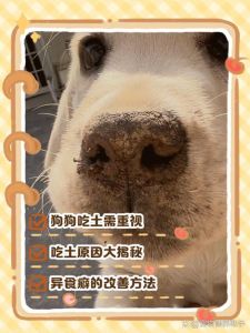 狗狗吃土怎么办？科学调整饮食防风险（狗吃土是干什么用的）
