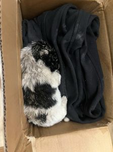 狗狗黑肉球？自查方法与预防关键（狗子身上长黑色肉球）