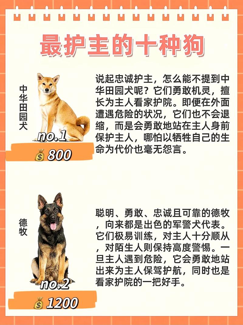 大型犬性格好,忠诚护家选哪种?(什么狗体型大温顺护主) 大型犬性格好,忠诚护家选哪种?(什么狗体型大温顺护主)