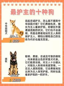 大型犬性格好，忠诚护家选哪种？（什么狗体型大温顺护主）