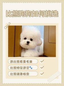 选幼犬看活力体格，查健康记录选对性格！（一窝狗狗怎样才能挑选到好的）
