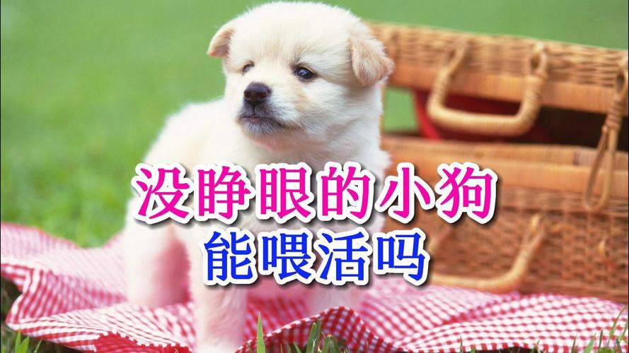 没睁眼小狗的细心喂养与护理(没睁眼的小狗怎么养活) 没睁眼小狗的细心喂养与护理(没睁眼的小狗怎么养活)