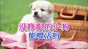没睁眼小狗的细心喂养与护理（没睁眼的小狗怎么养活）