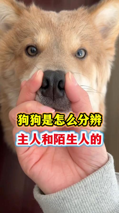 狗狗认人靠闻看听,最爱最亲人!(狗狗会记住陌生人吗) 狗狗认人靠闻看听,最爱最亲人!(狗狗会记住陌生人吗)
