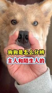 狗狗认人靠闻看听，最爱最亲人！（狗狗会记住陌生人吗）