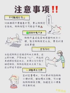 小狗定点上厕所科学训练方法（怎么教小狗定点上厕所）