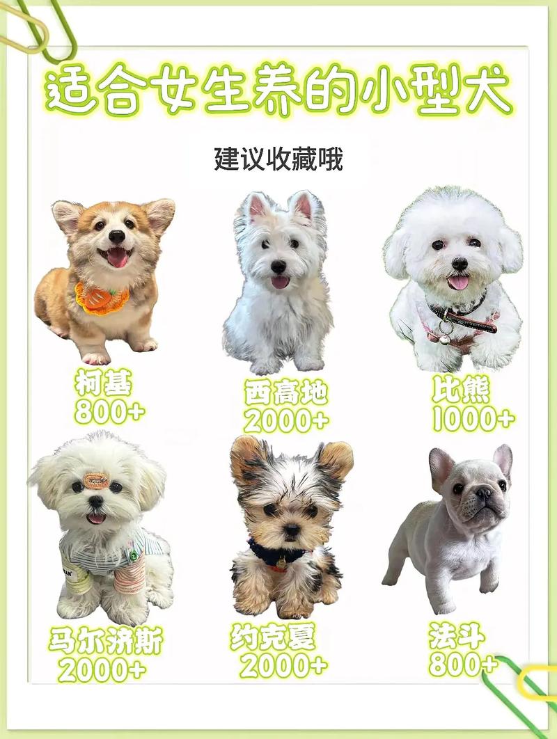 选狗王?纯种优,细看性格健康强!(一窝4个狗崽如何选出狗王) 选狗王?纯种优,细看性格健康强!(一窝4个狗崽如何选出狗王)