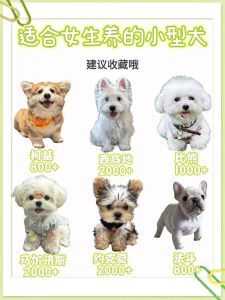 选狗王？纯种优，细看性格健康强！（一窝4个狗崽如何选出狗王）