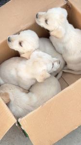 同窝狗狗繁殖危险大，易患遗传病，坚决避免（同一窝的狗可以配吗）