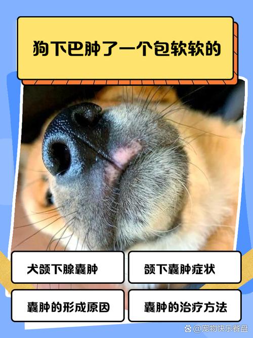 狗狗下巴水泡是什么原因及怎么办?(狗子下巴长了大水泡) 狗狗下巴水泡是什么原因及怎么办?(狗子下巴长了大水泡)