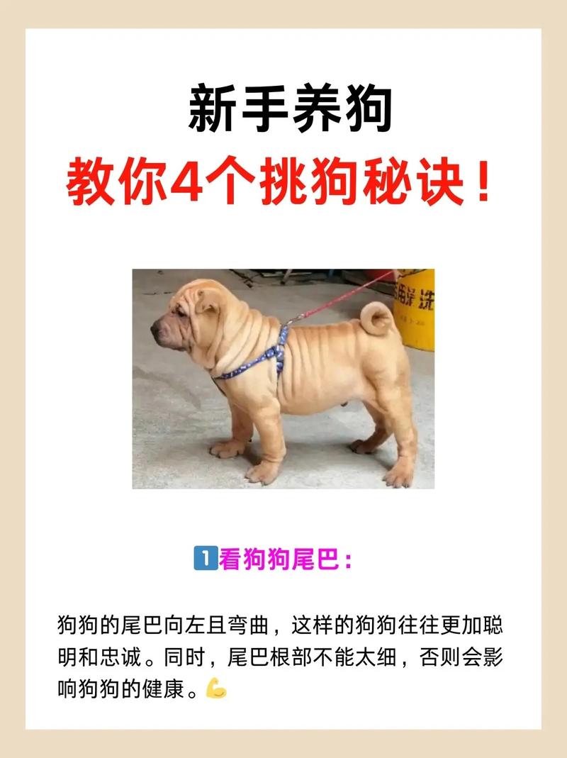 别贪便宜,健康运输都得算!(怎样在网上挑选活体狗) 别贪便宜,健康运输都得算!(怎样在网上挑选活体狗)