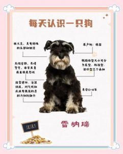 财产还是家庭成员？（宠物狗算私人财产吗）