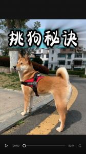 赵絮分享土豆红薯高产经验及轮作重要性（老祖宗挑狗术）