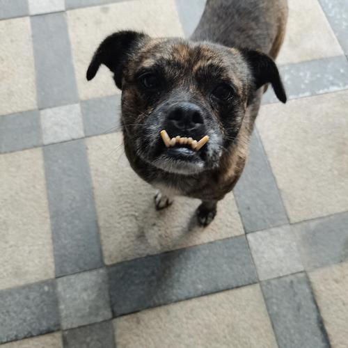 选对犬种 注意喂食 清洁口腔防地包天（挑狗狗如何避免地包天的方法）