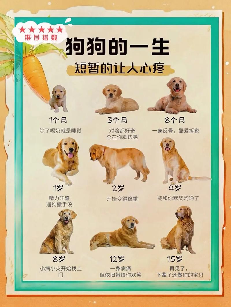 狗狗年龄对照表,大型犬老得快?(狗年龄对照表大全) 狗狗年龄对照表,大型犬老得快?(狗年龄对照表大全)