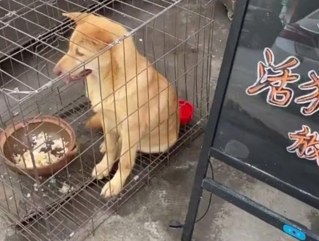狗狗换新笼子不适应怎么办?(狗子换了新笼子为啥像疯了的) 狗狗换新笼子不适应怎么办?(狗子换了新笼子为啥像疯了的)