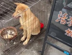狗狗换新笼子不适应怎么办？（狗子换了新笼子为啥像疯了的）