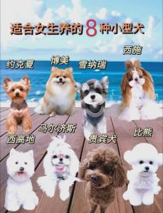 推荐10种好养不占地方的狗狗（十大最干净最好养的狗小犬排名）