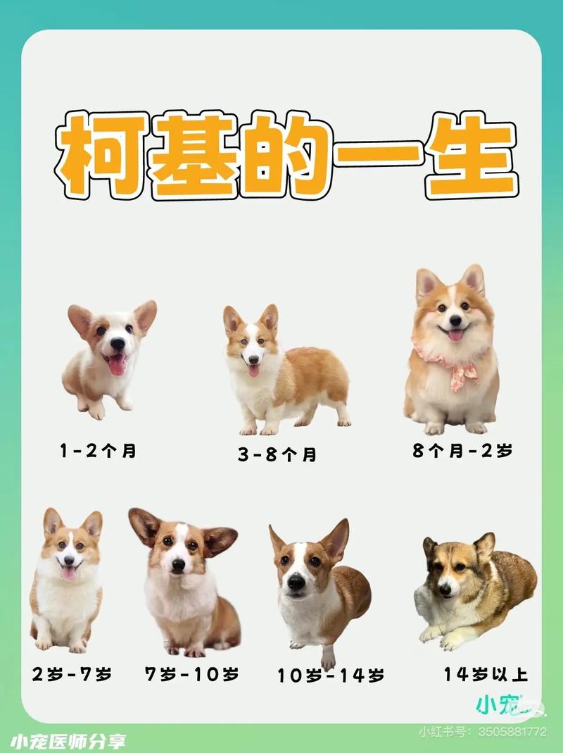 小狗成年变稳重,性格沉稳好伙伴(小狗长大后性格会怎么样) 小狗成年变稳重,性格沉稳好伙伴(小狗长大后性格会怎么样)