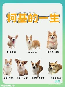 小狗成年变稳重，性格沉稳好伙伴（小狗长大后性格会怎么样）