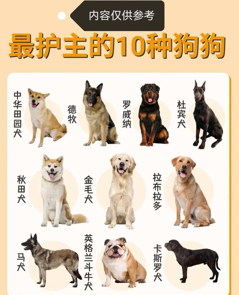 超小到超大型犬,总有一款适合你!(宠物狗狗品种大全图) 超小到超大型犬,总有一款适合你!(宠物狗狗品种大全图)