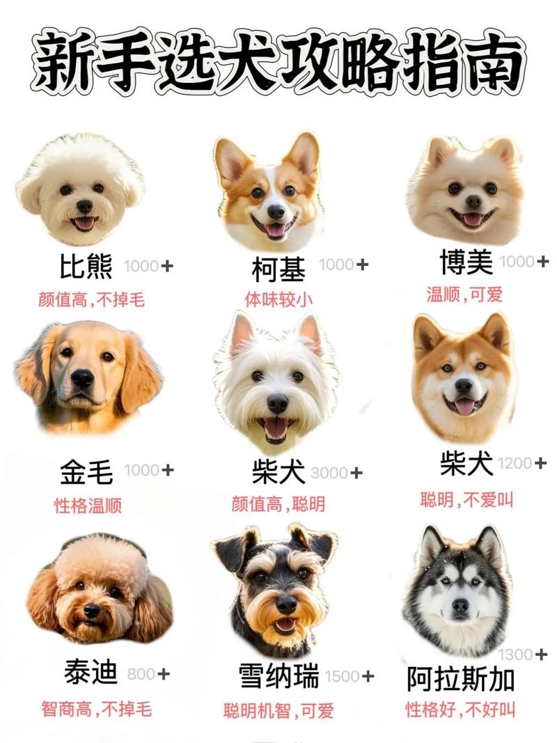 选土猎狗看鼻子尾巴脸蹄，个性能力更重要！（土猎狗挑选的正确口诀）
