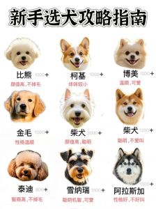 选土猎狗看鼻子尾巴脸蹄，个性能力更重要！（土猎狗挑选的正确口诀）