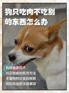 狗狗不长肉？肠道寄生虫饮食质量代谢疾病都可能是原因（狗子不长肉怎么回事）