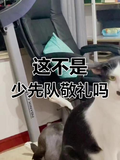 我家狗子一看到零食就前爪合十,简直成家庭吉祥物了!(抖音狗子敬礼梗图) 我家狗子一看到零食就前爪合十,简直成家庭吉祥物了!(抖音狗子敬礼梗图)