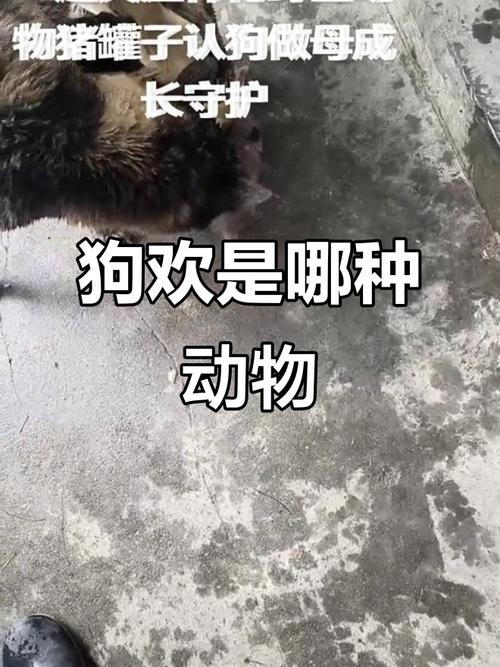 似狗杂食动物,皮毛有伪装(欢狗子是啥样子) 似狗杂食动物,皮毛有伪装(欢狗子是啥样子)