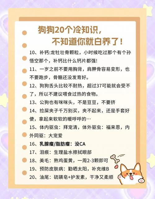 规律活动与关爱陪伴(狗狗最想主人知道的几件事) 规律活动与关爱陪伴(狗狗最想主人知道的几件事)
