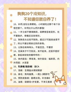 规律活动与关爱陪伴（狗狗最想主人知道的几件事）