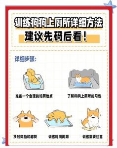 狗狗定点大小便训练小妙招（狗狗专挑一个地方拉屎）