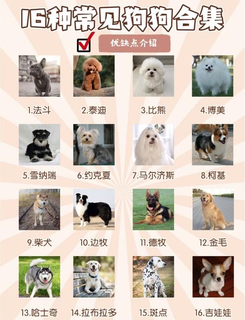 选狗看品种基因体型力量精神状态,关注毛发牙齿四肢发育(狗生九子怎么选狗王) 选狗看品种基因体型力量精神状态,关注毛发牙齿四肢发育(狗生九子怎么选狗王)