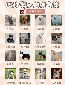 选狗看品种基因体型力量精神状态，关注毛发牙齿四肢发育（狗生九子怎么选狗王）
