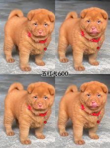 忠诚家庭伴侣犬（五红犬属于宠物狗吗）
